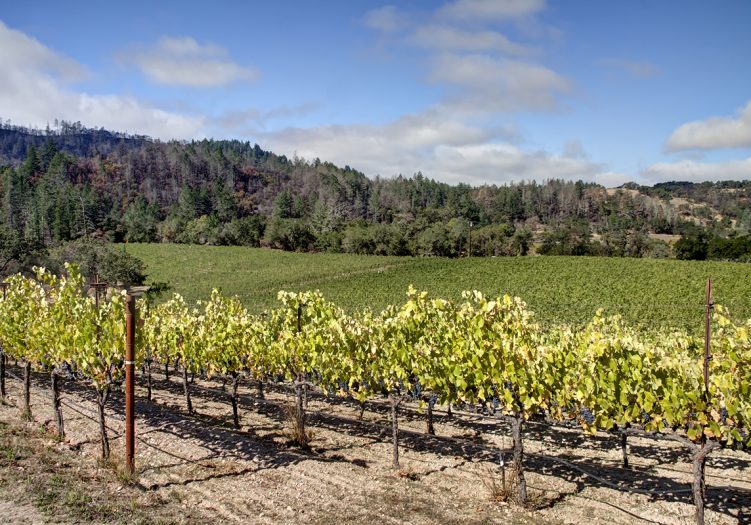 Blossom Creek Vineyard - Highway 128 - Cyd Greer